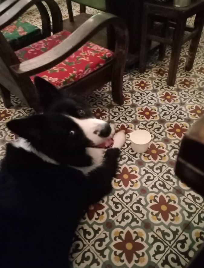 犬と行けるタオディエンのお店