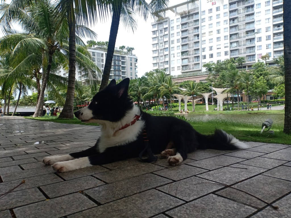 犬連れで行けるホーチミン市内の公園