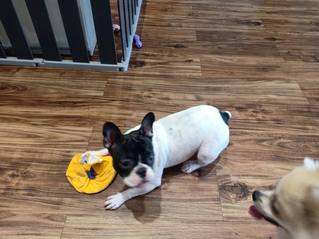 ホーチミン市のドッグカフェ